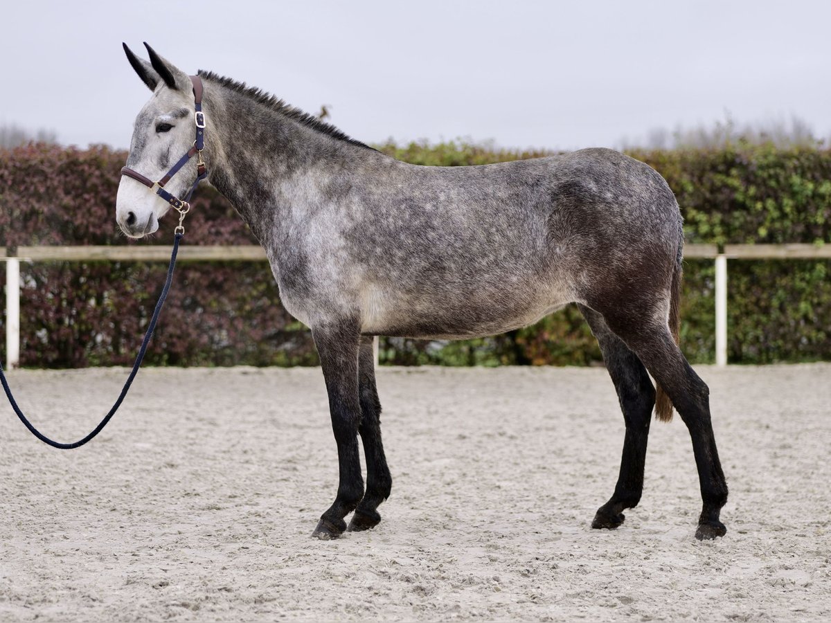 Mulo Giumenta 8 Anni 155 cm Grigio in Neustadt (Wied)