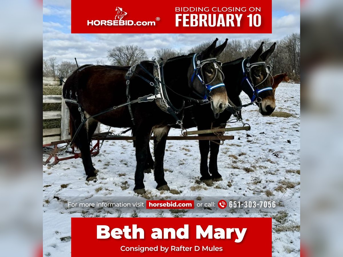 Mulo Yegua 13 años 175 cm Negro in Hastings, MN