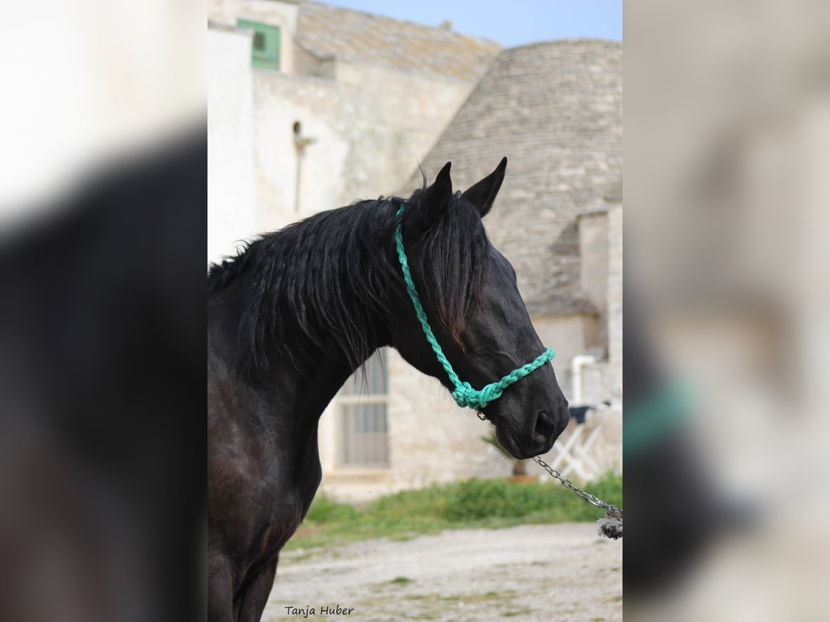 Murgese/caballo de las Murgues Caballo castrado 2 años 160 cm Negro in Wels
