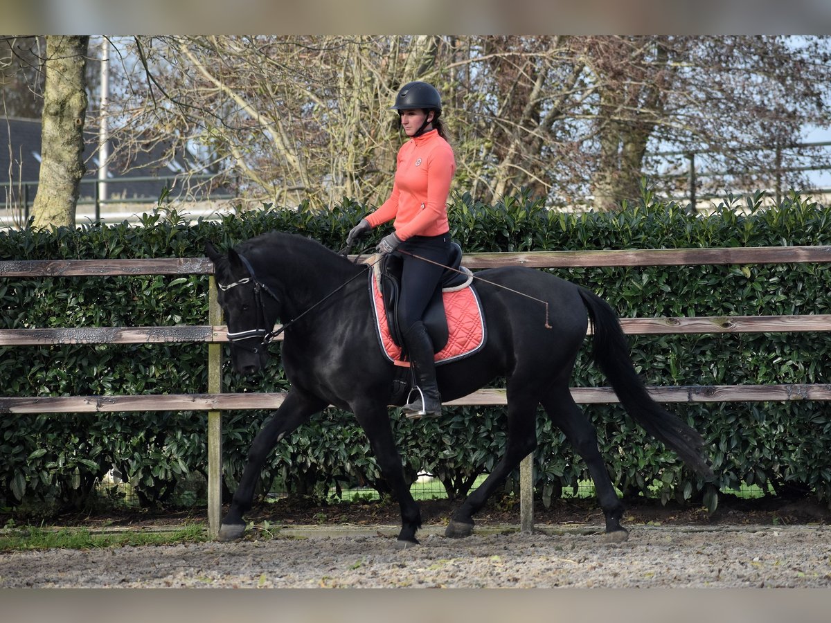 Murgese/caballo de las Murgues Caballo castrado 3 años 158 cm Negro in Montfoort