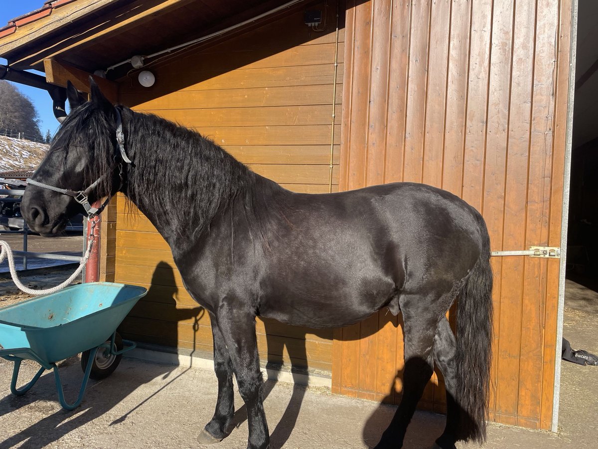 Murgese/caballo de las Murgues Caballo castrado 4 años 163 cm Negro in Seeshaupt