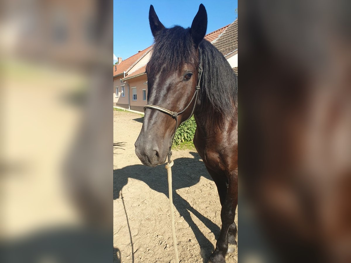 Murgese/caballo de las Murgues Caballo castrado 4 años 166 cm Negro in Csömend