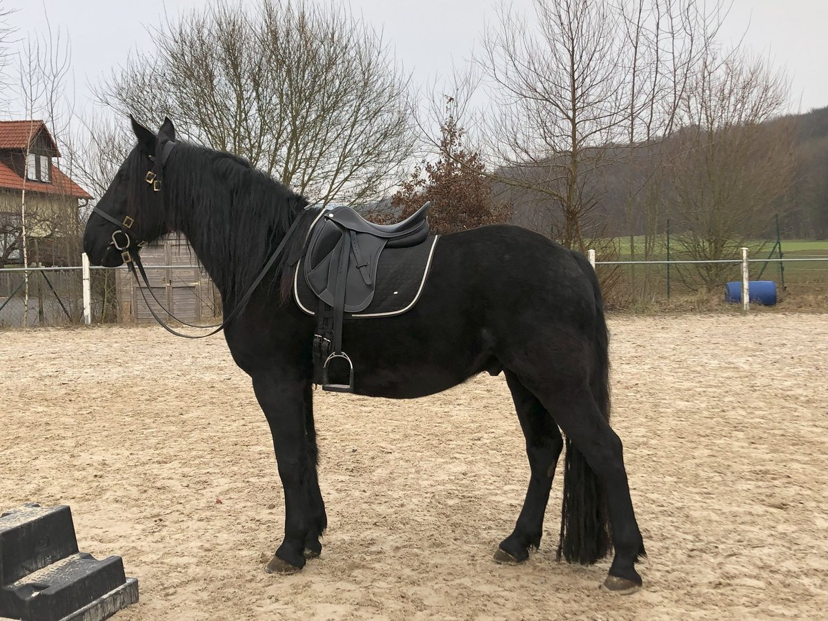 Murgese/caballo de las Murgues Caballo castrado 5 años 162 cm Negro in Memmelsdorf