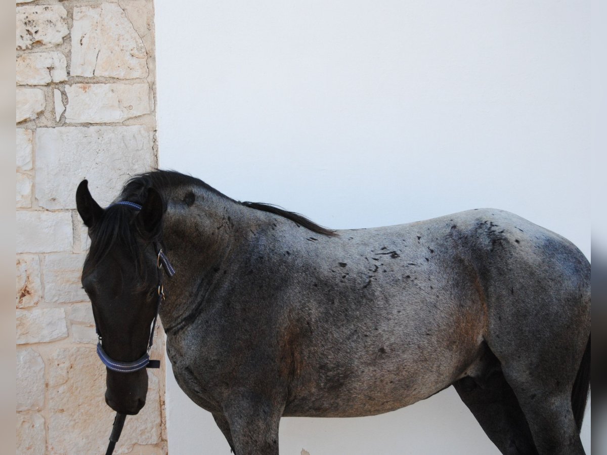 Murgese/caballo de las Murgues Semental 2 años 154 cm Ruano azulado in Murgia