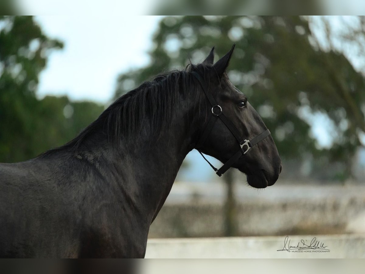 Murgese/caballo de las Murgues Semental 2 años 160 cm Negro in Noci