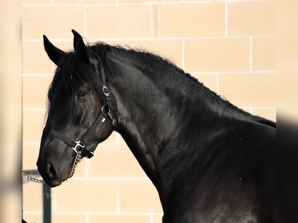 Murgese/caballo de las Murgues Semental 2 años 165 cm Negro in Martina Franca