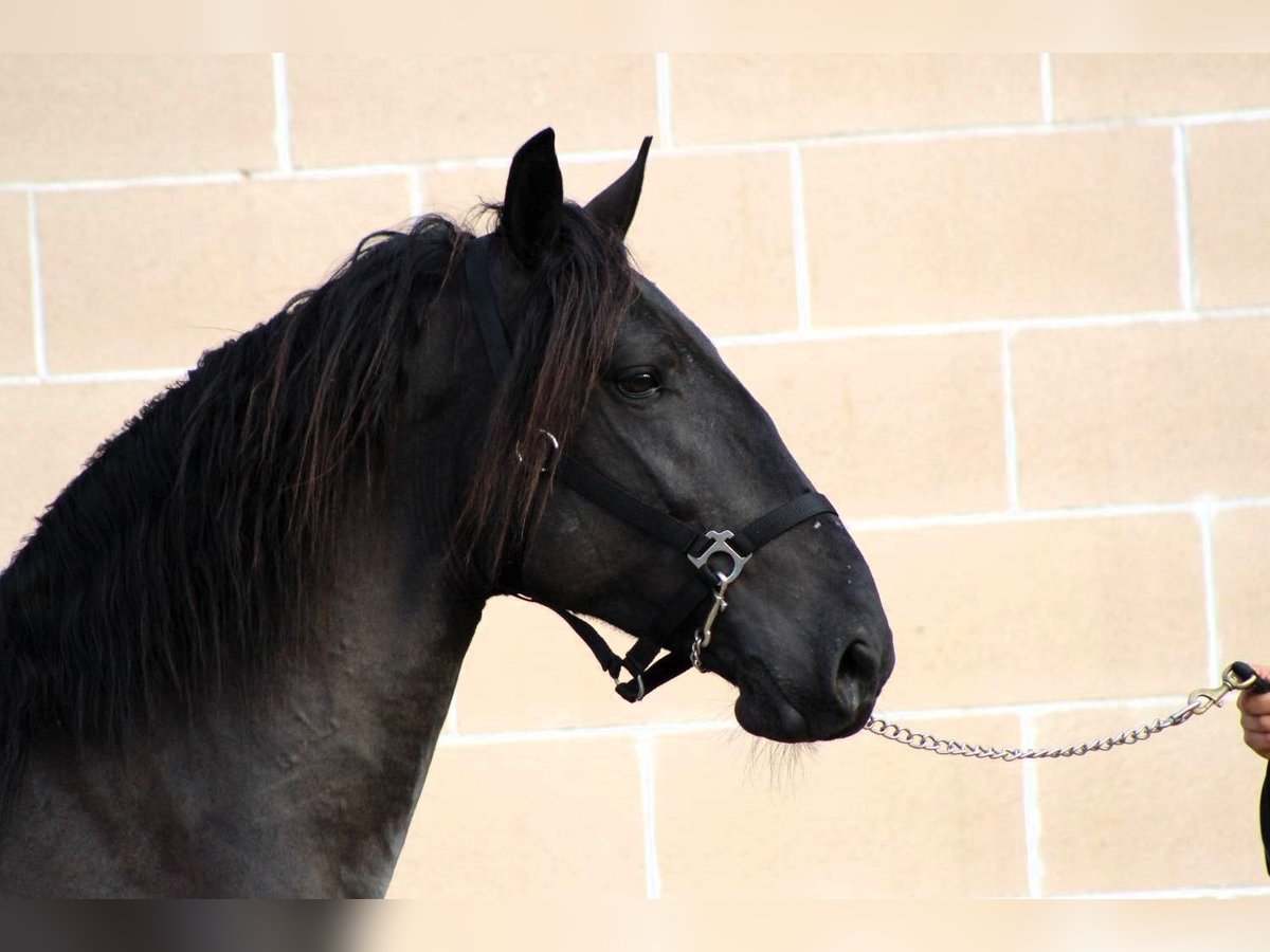 Murgese/caballo de las Murgues Semental 3 años 158 cm Negro in Martina Franca