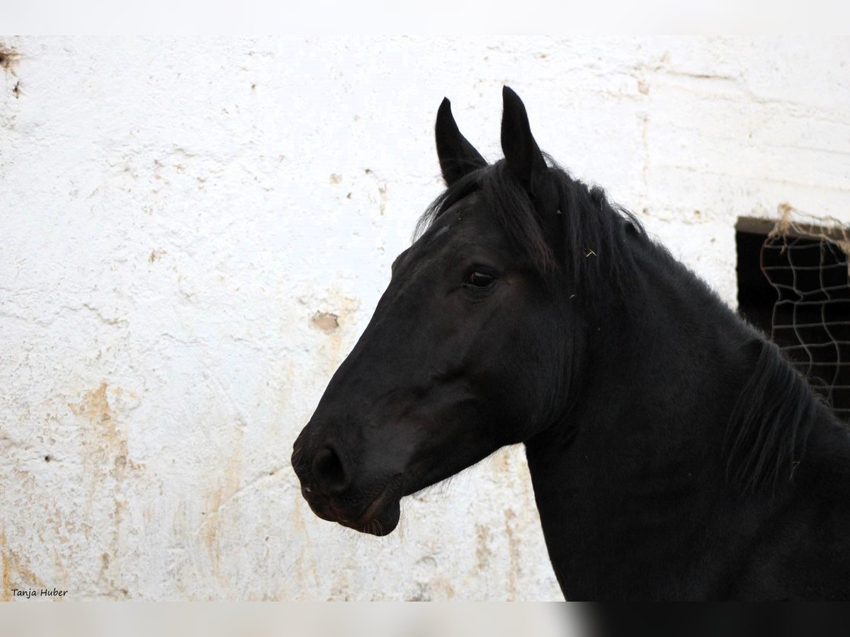 Murgese/caballo de las Murgues Semental 3 años 163 cm Negro in Martina Franca