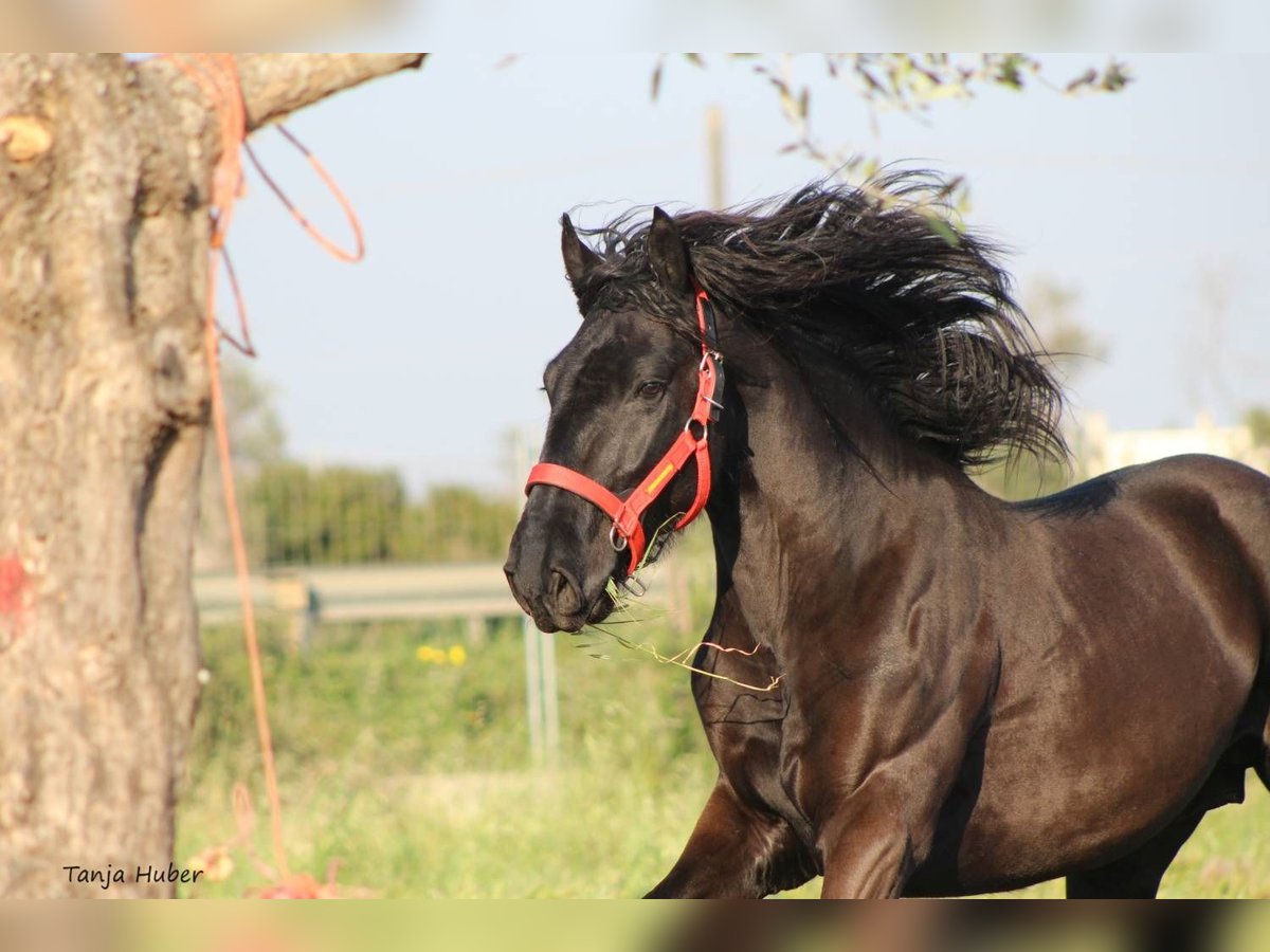 Murgese/caballo de las Murgues Semental 3 años 165 cm Negro in Nardo