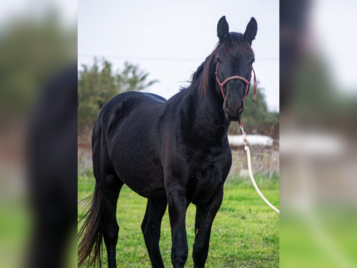 Murgese/caballo de las Murgues Semental 4 años 155 cm Negro in Martina Franca