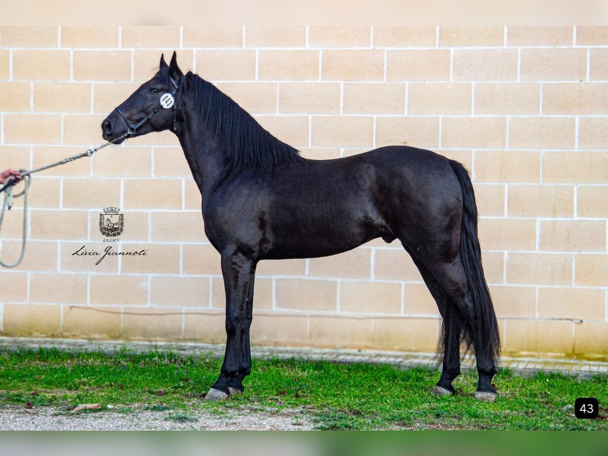 Murgese/caballo de las Murgues Semental 6 años 163 cm Negro in Martano