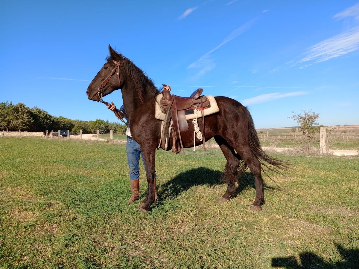 Murgese/caballo de las Murgues Yegua 2 años Negro in Bari