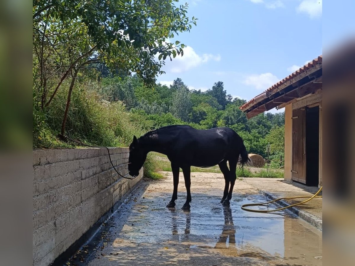 Murgese/caballo de las Murgues Yegua 8 años 160 cm Negro in San Paolo Solbrito