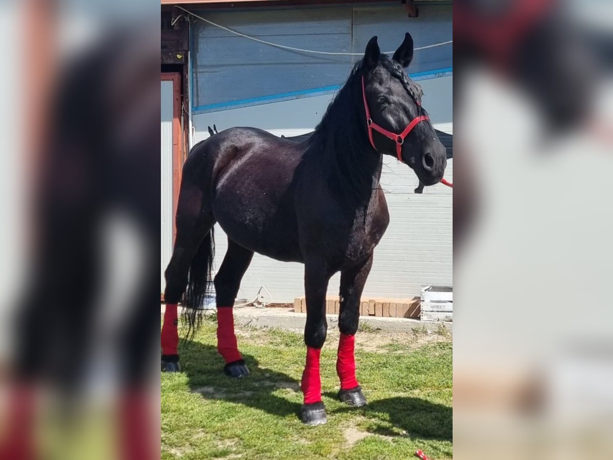 Murgese Castrone 15 Anni 163 cm Morello in Ariano irpino