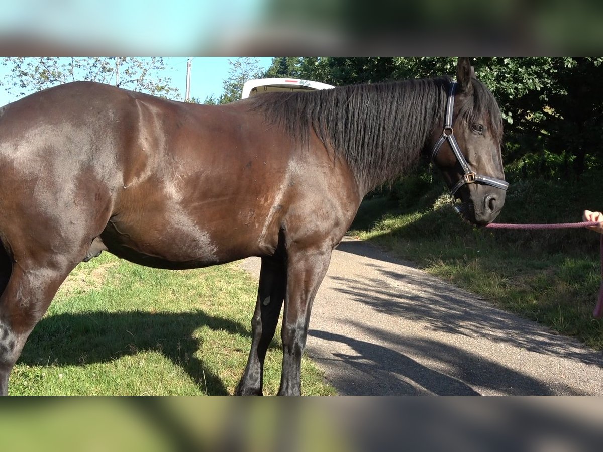 Murgese Castrone 4 Anni 155 cm Morello in Freiburg im Breisgau