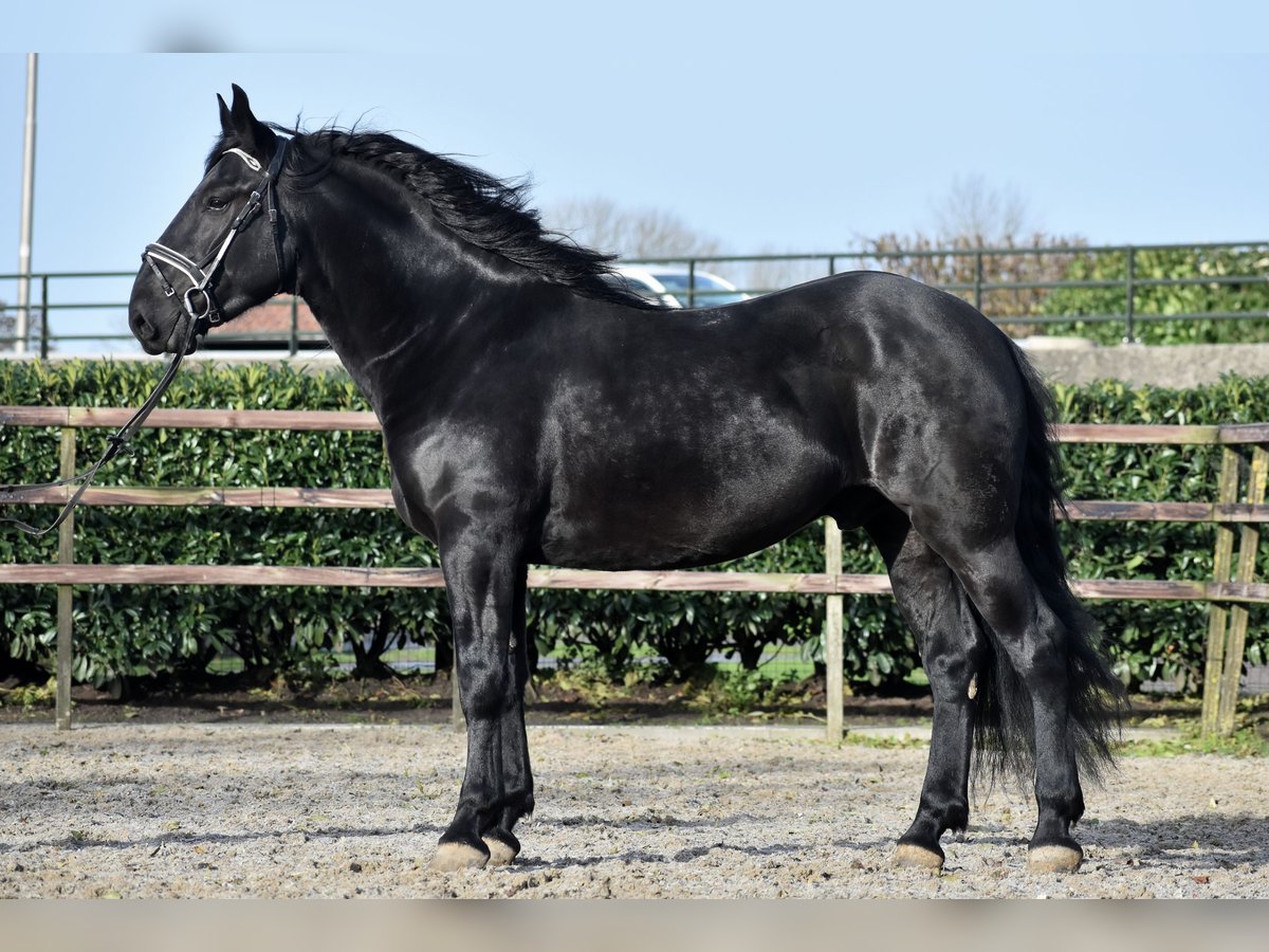 Murgese Castrone 4 Anni 163 cm Morello in Montfoort