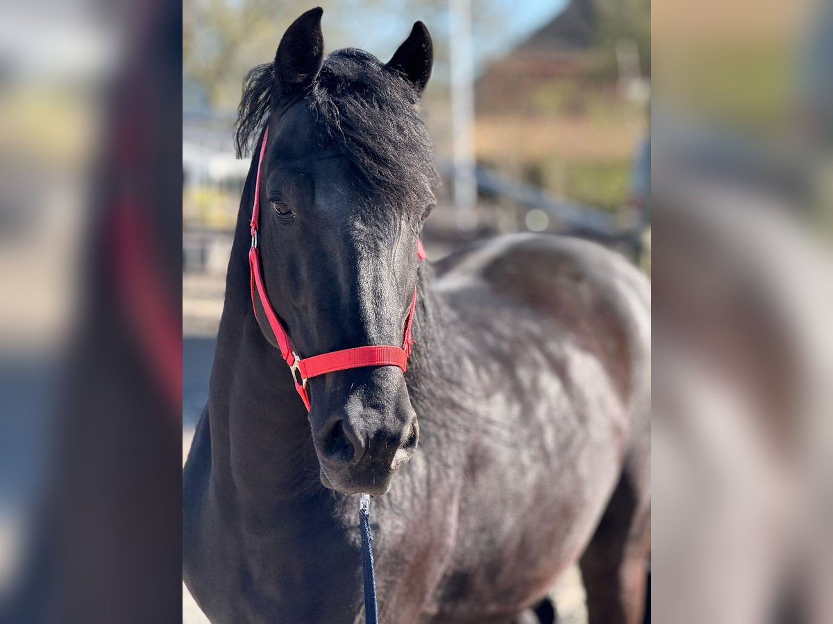 Murgese Castrone 7 Anni 163 cm Morello in Twisk