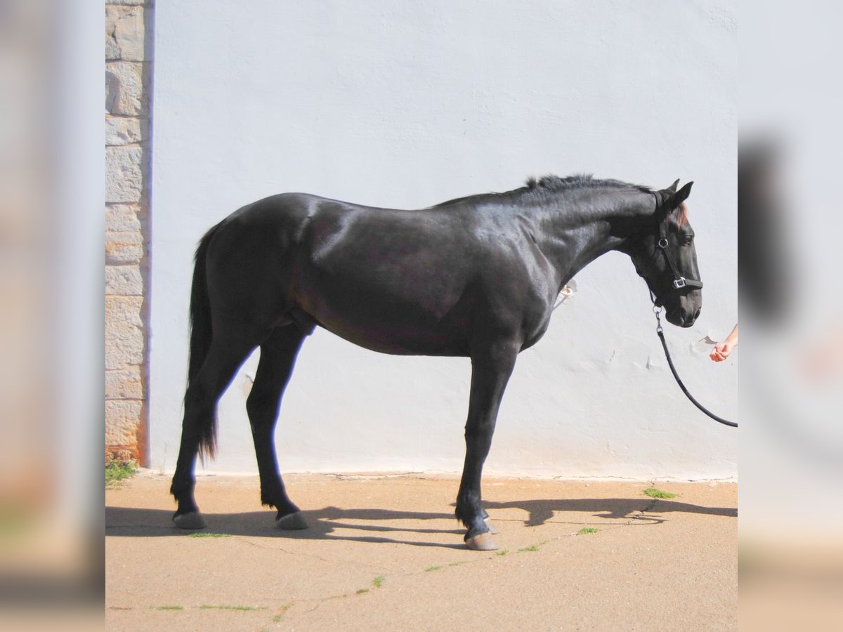 Murgese Étalon 2 Ans 159 cm Noir in Gioia del Colle