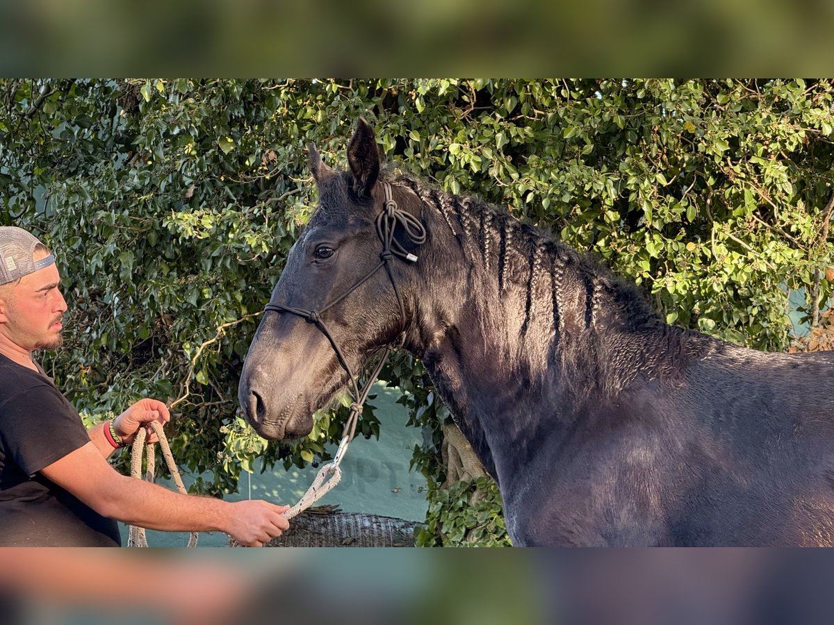 Murgese Étalon 2 Ans 160 cm Noir in Martina Franca