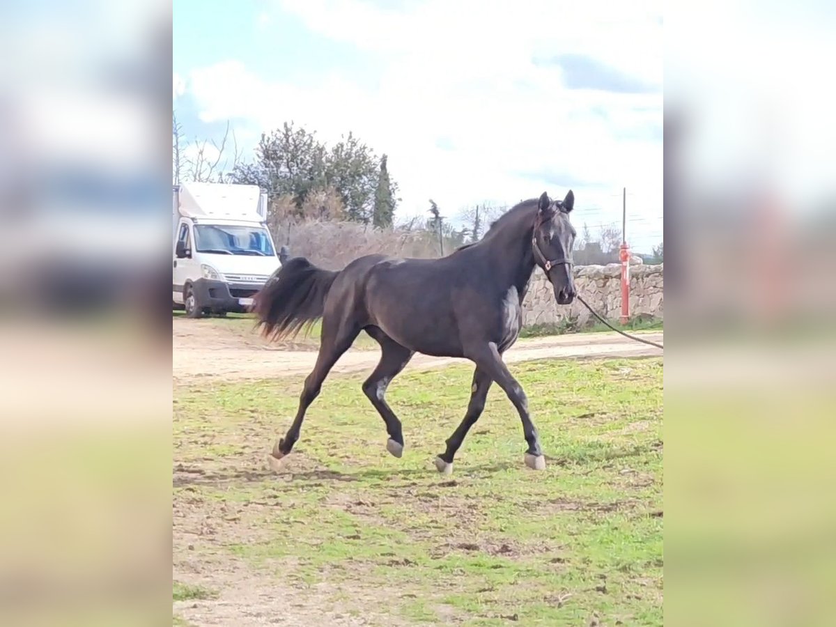 Murgese Étalon 3 Ans 160 cm Noir in Gioia del Colle