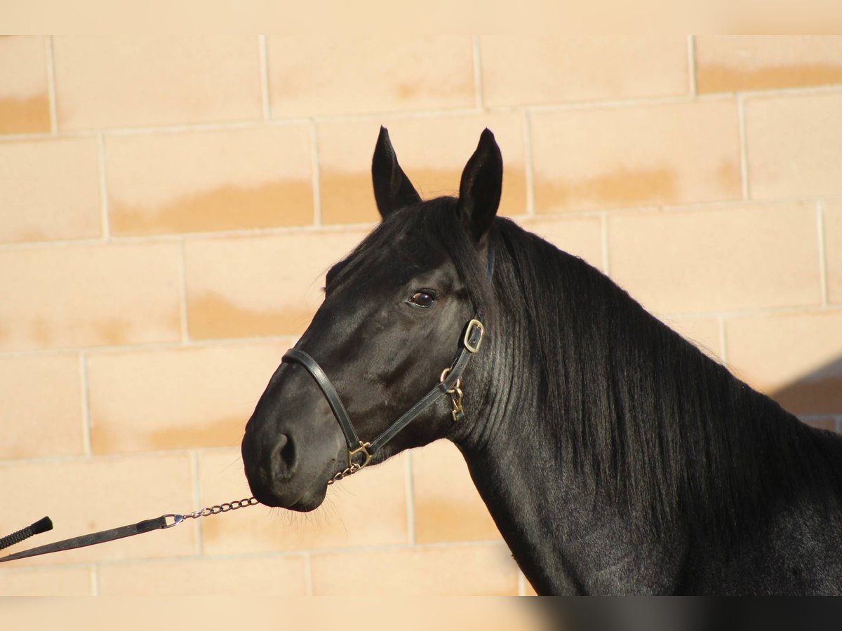 Murgese Étalon 3 Ans 161 cm Rouan Bleu in Martina Franca