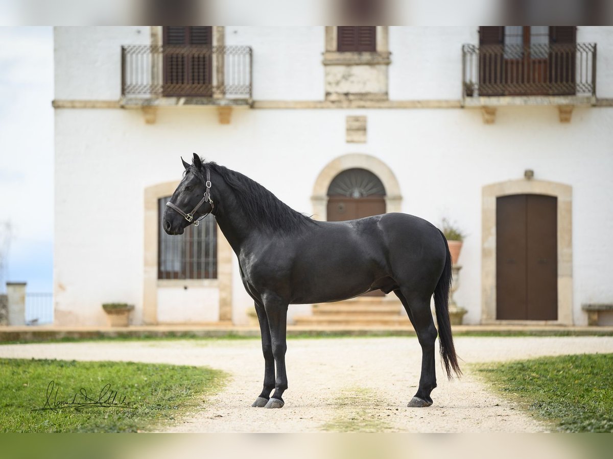 Murgese Étalon 3 Ans 163 cm Noir in Noci
