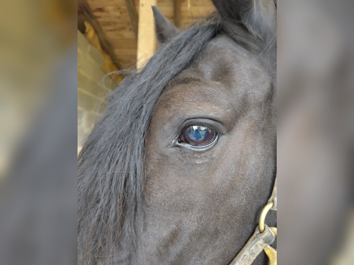 Murgese Gelding 10 years 16 hh Black in Saarburg