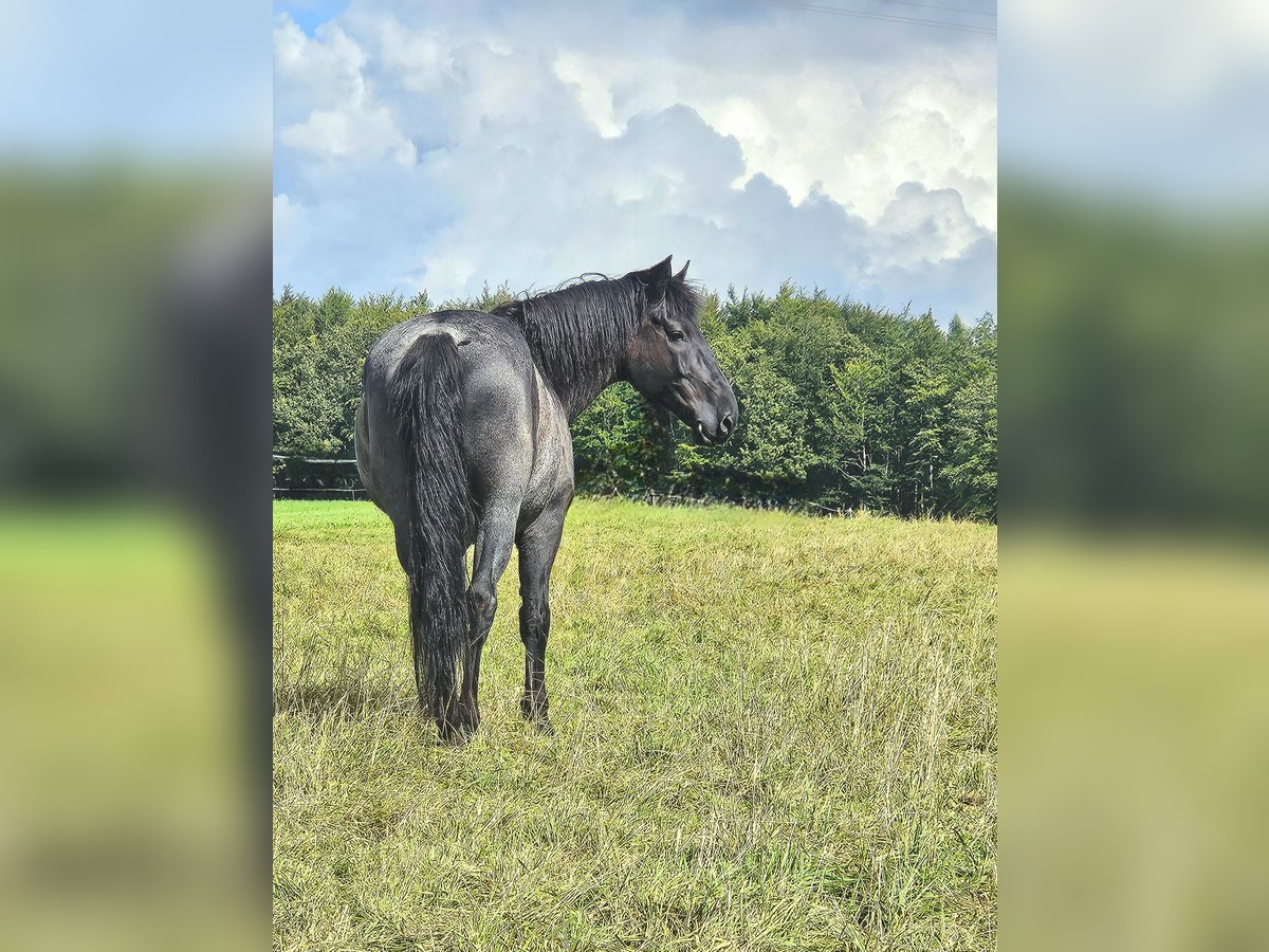 Murgese Gelding 12 years 16 hh Roan-Blue in Kleinheubach