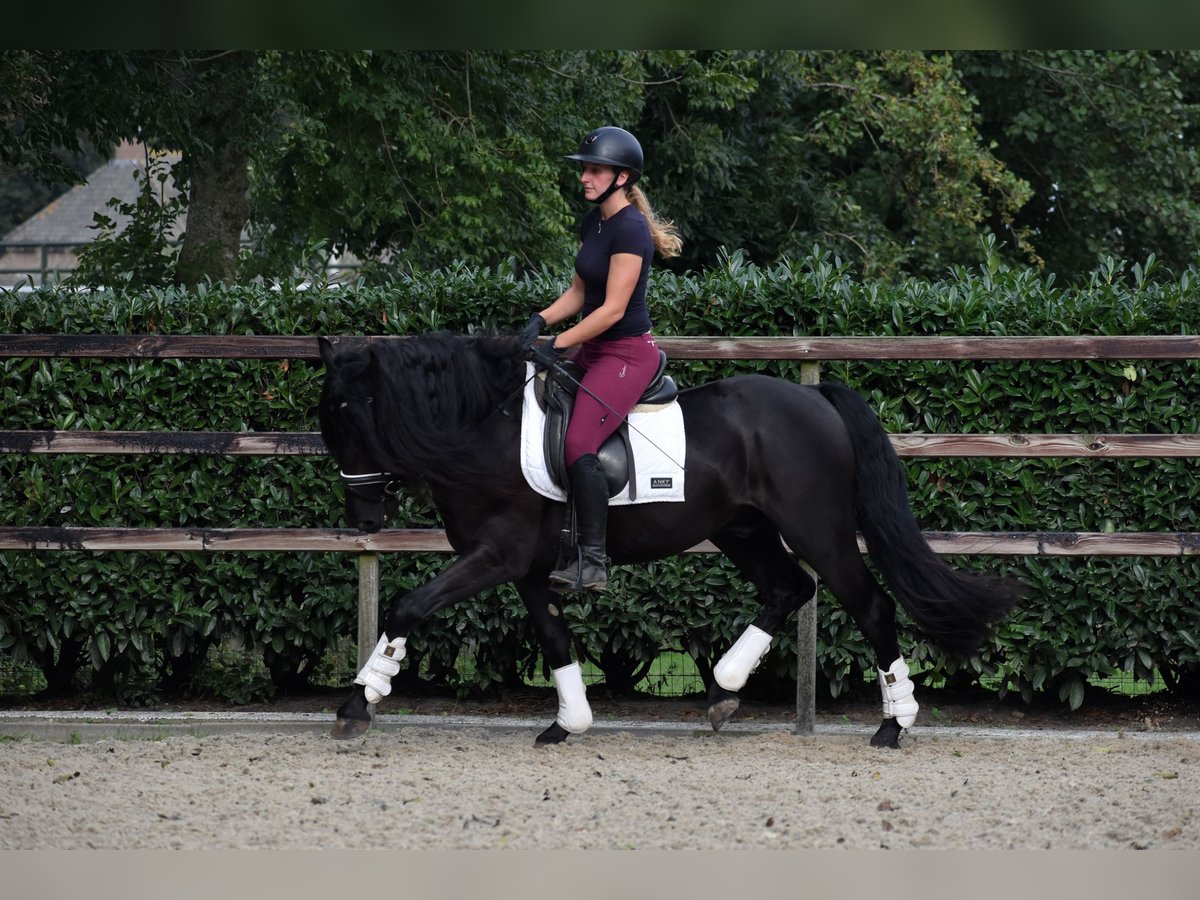 Murgese Gelding 3 years 15,2 hh Black in Montfoort