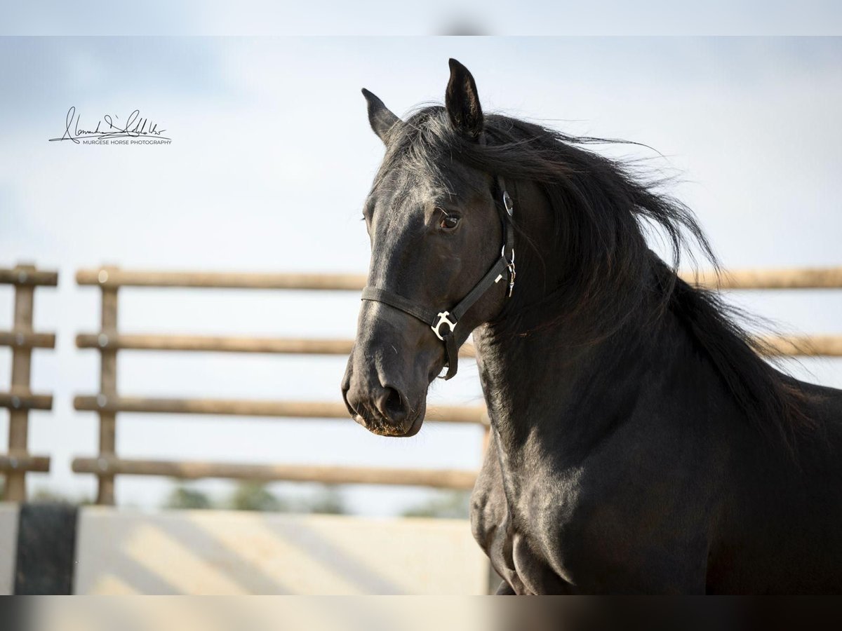 Murgese Gelding 3 years 15,2 hh Black in Noci