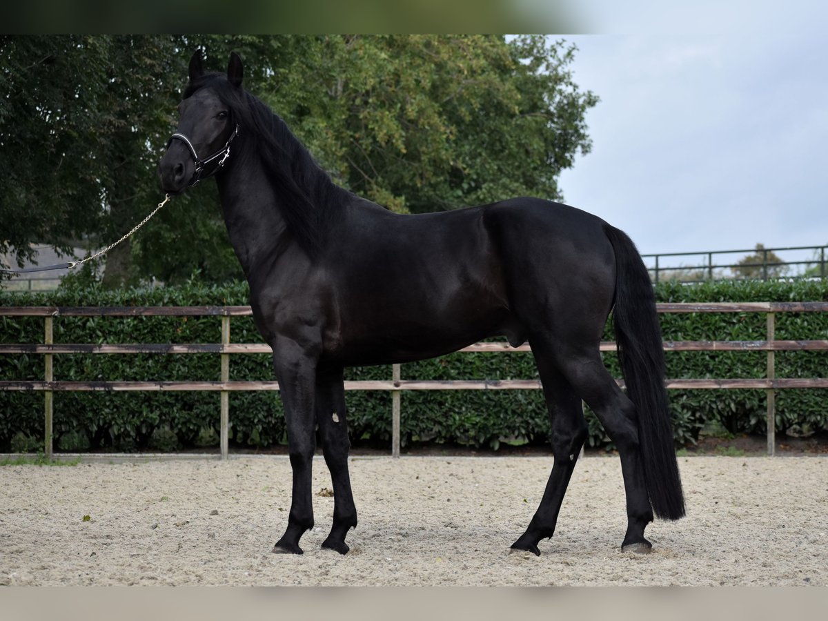 Murgese Gelding 3 years 16 hh Black in Montfoort