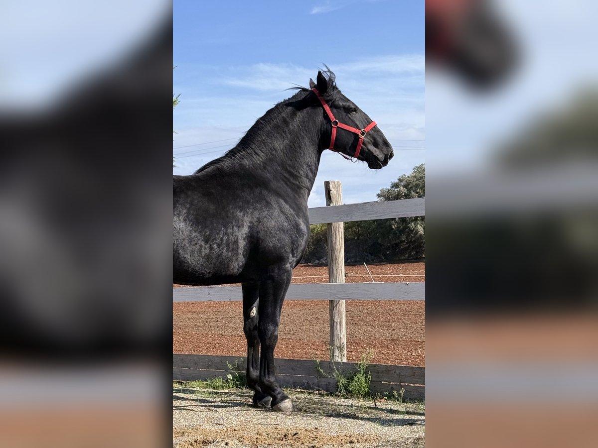 Murgese Gelding 3 years 16 hh Black in Einbeck