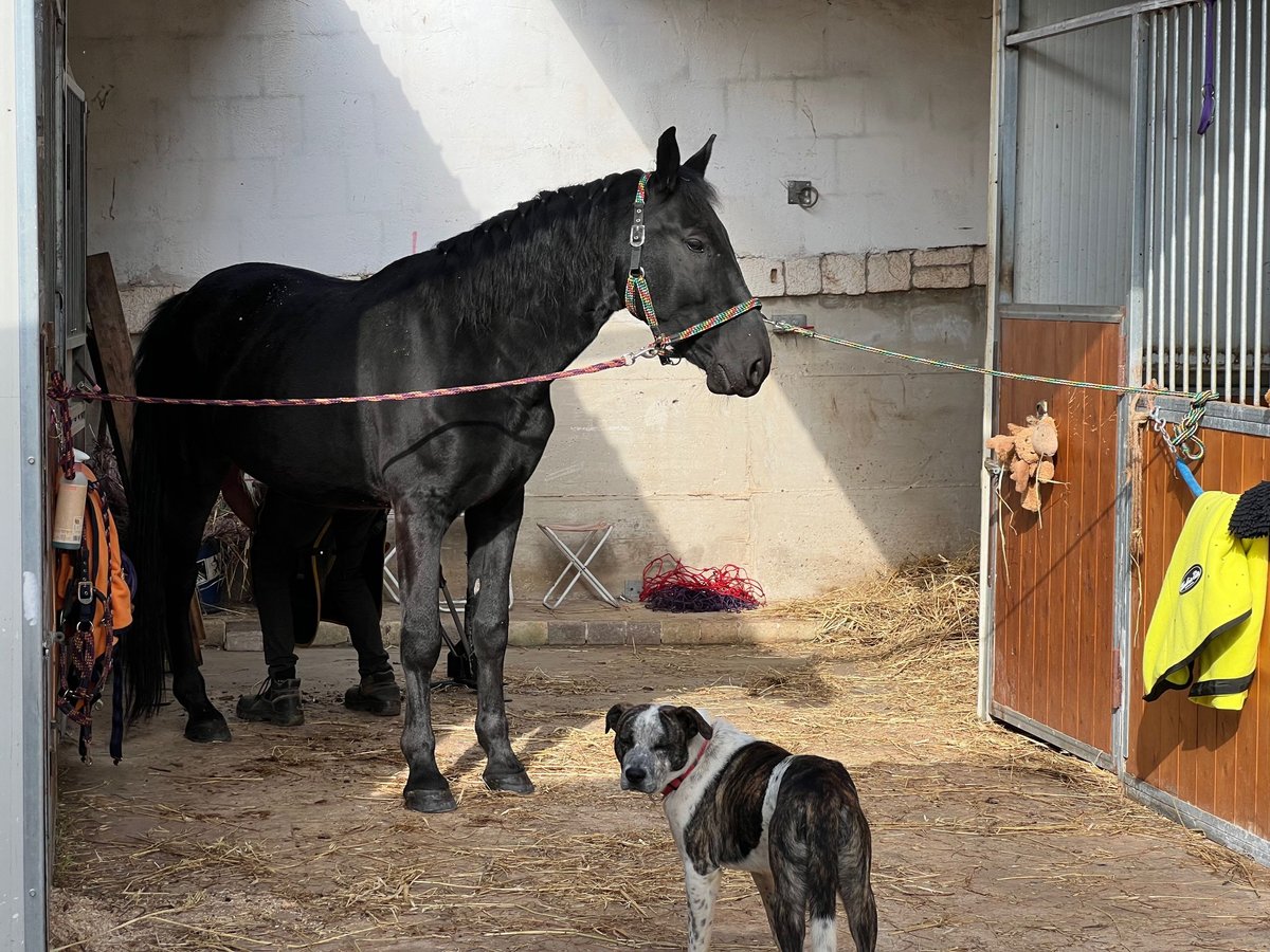 Murgese Gelding 5 years 16 hh Black in Martina Franca