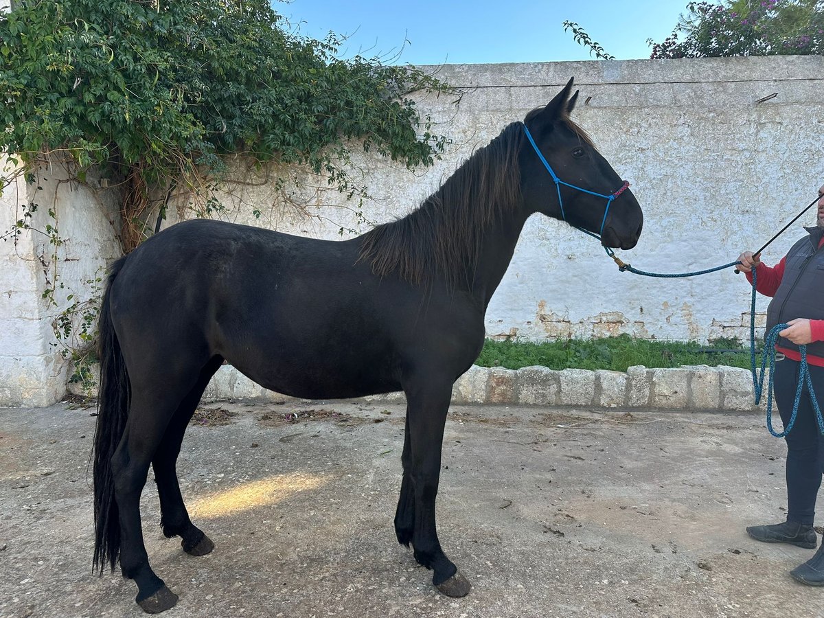 Murgese Giumenta 2 Anni 155 cm Morello in Ostuni