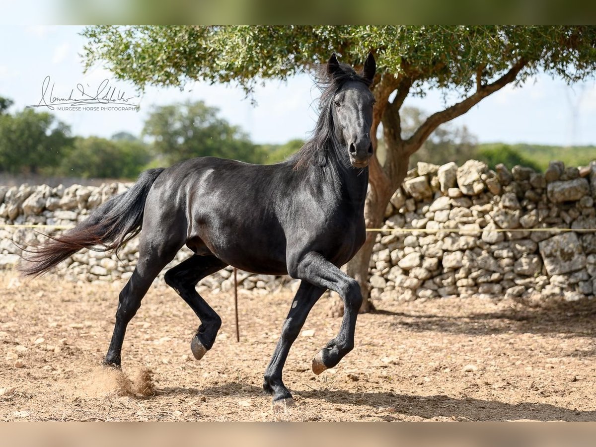 Murgese Hengst 2 Jaar 154 cm Zwart in Martina Franca