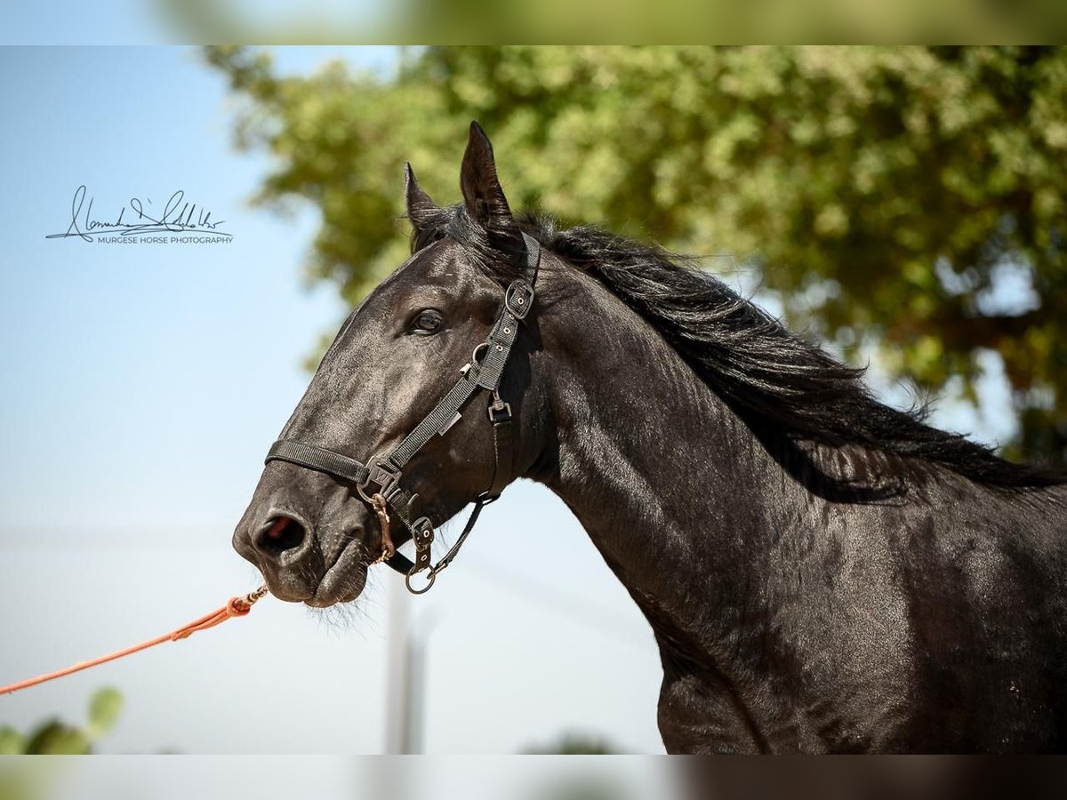 Murgese Hengst 2 Jaar 156 cm Zwart in Martina Franca