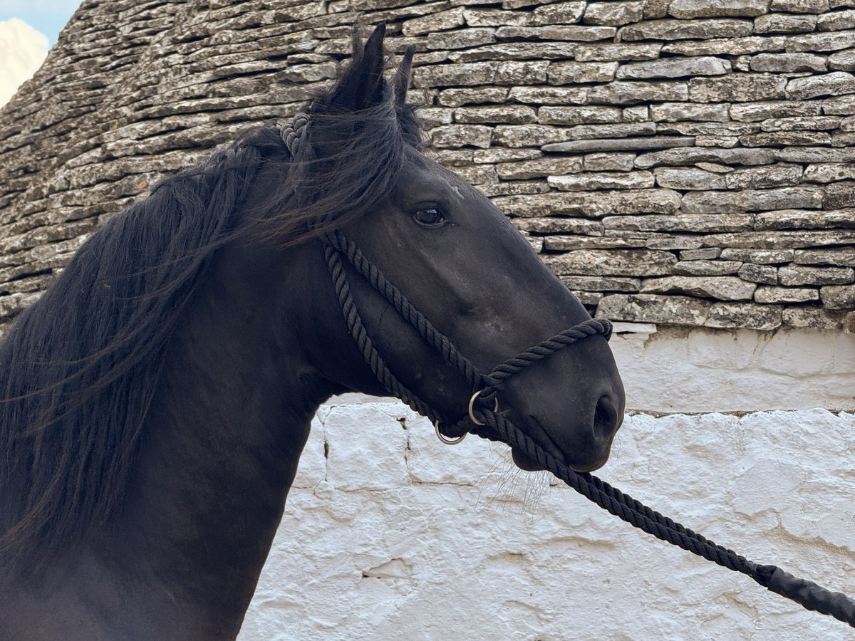 Murgese Hengst 2 Jaar 163 cm Zwart in Martina Franca