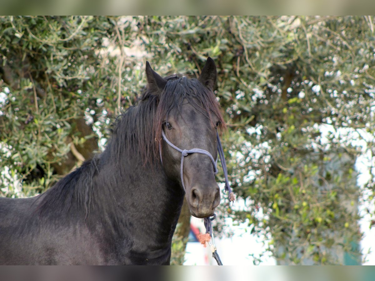 Murgese Hengst 2 Jaar 165 cm Zwart in Martina Franca