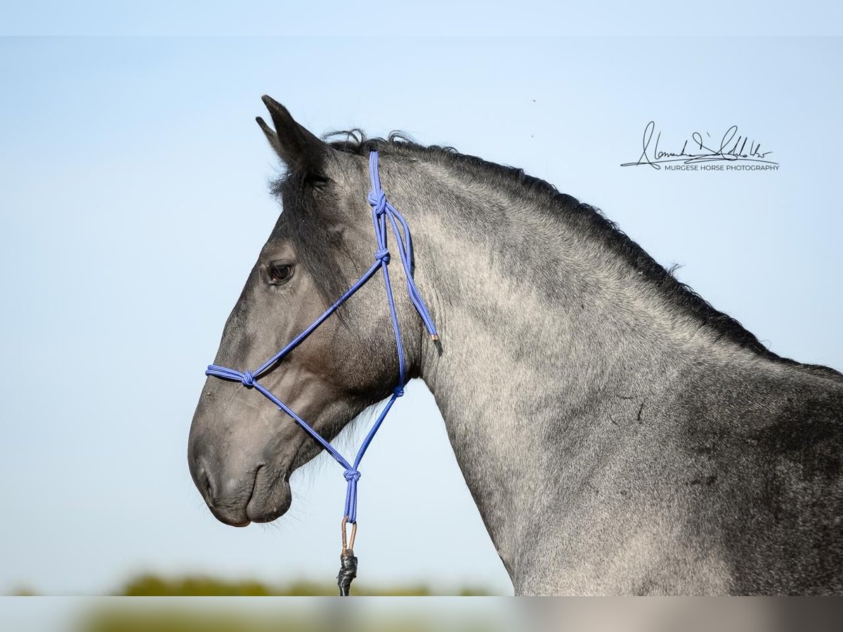 Murgese Hengst 2 Jahre 156 cm Roan-Blue in Martina Franca