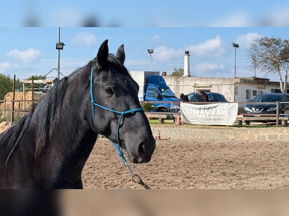 Murgese Hengst 3 Jaar 160 cm Zwart in Martina Franca