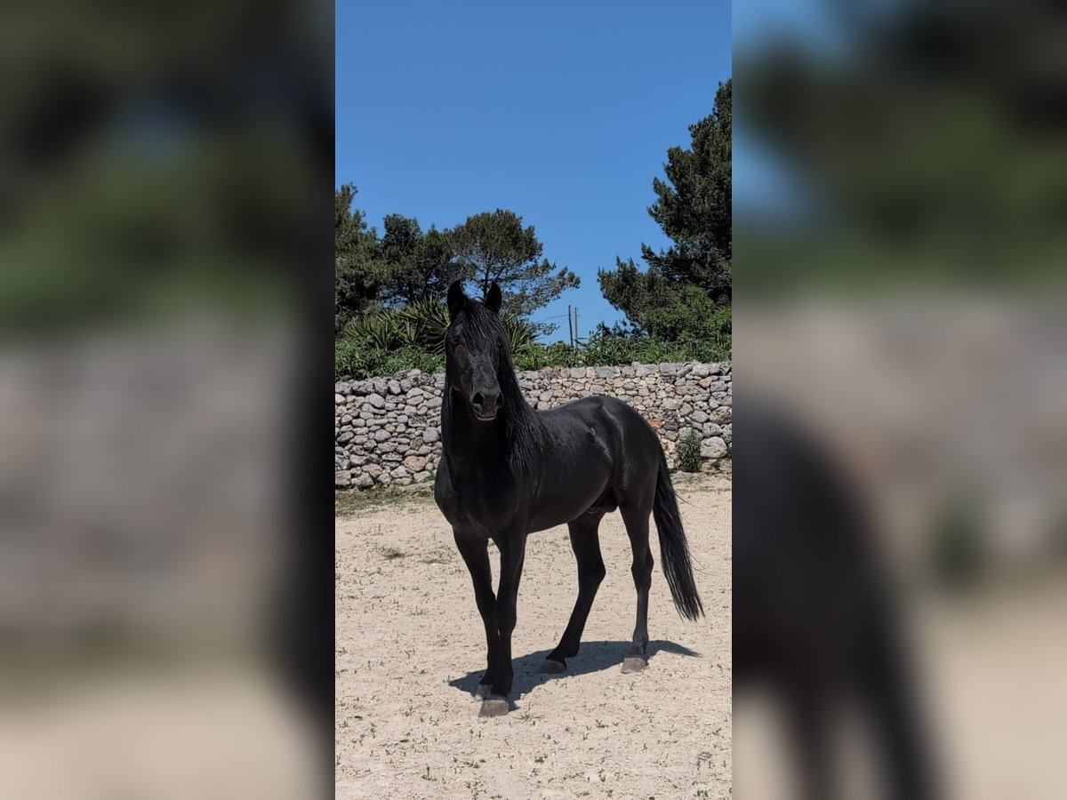 Murgese Hengst 3 Jahre 155 cm Rappe in Martina Franca
