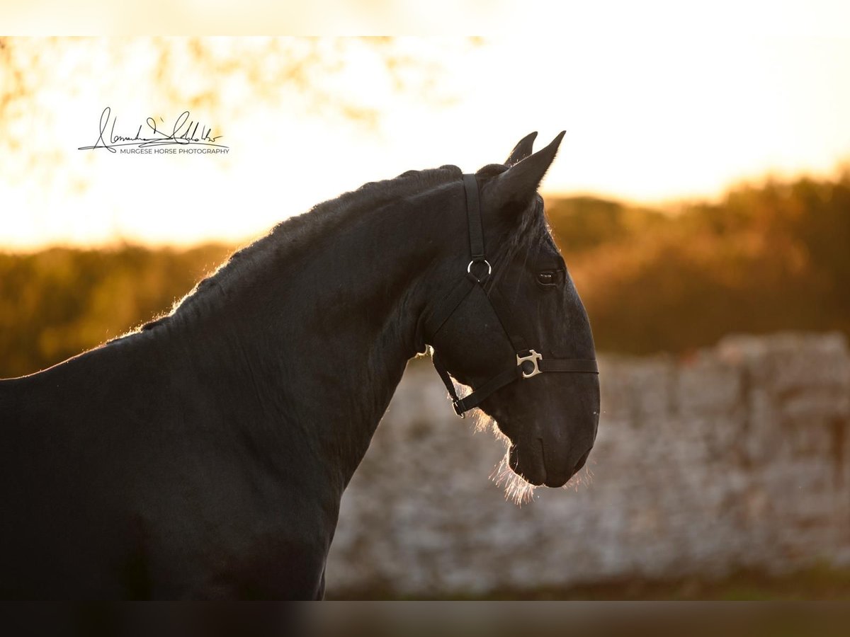 Murgese Hengst 3 Jahre 160 cm Rappe in Martina Franca