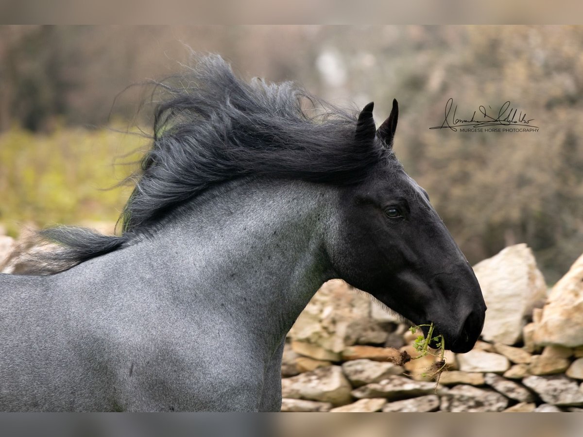Murgese Hengst 7 Jahre 161 cm Roan-Blue in San Paolo