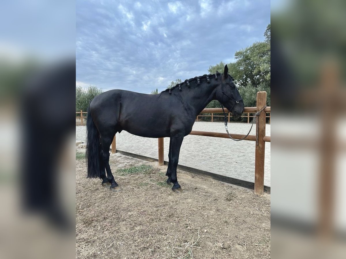 Murgese Hengst 8 Jaar 153 cm Zwart in Grosseto