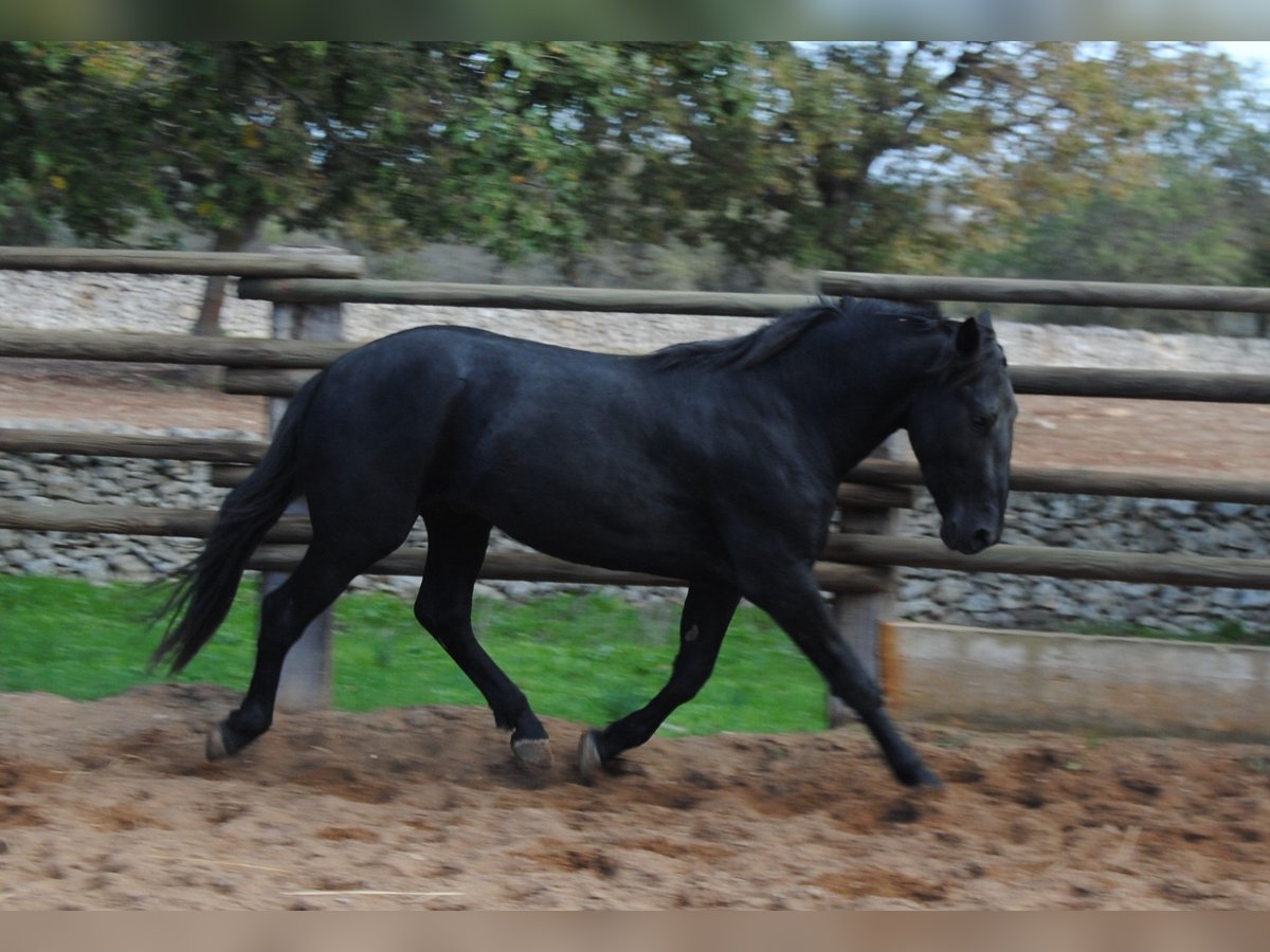 Murgese Hingst 2 år 160 cm Svart in Gioia del Colle