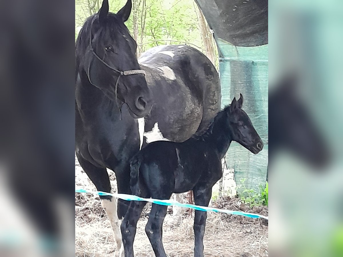 Murgese Blandning Hingst Föl (05/2024) 120 cm Svart in Montegrosso Di Cinaglio