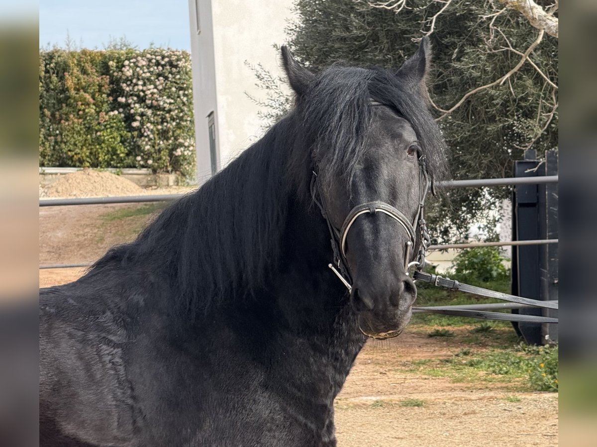 Murgese Hongre 4 Ans 159 cm Noir in Martina Franca
