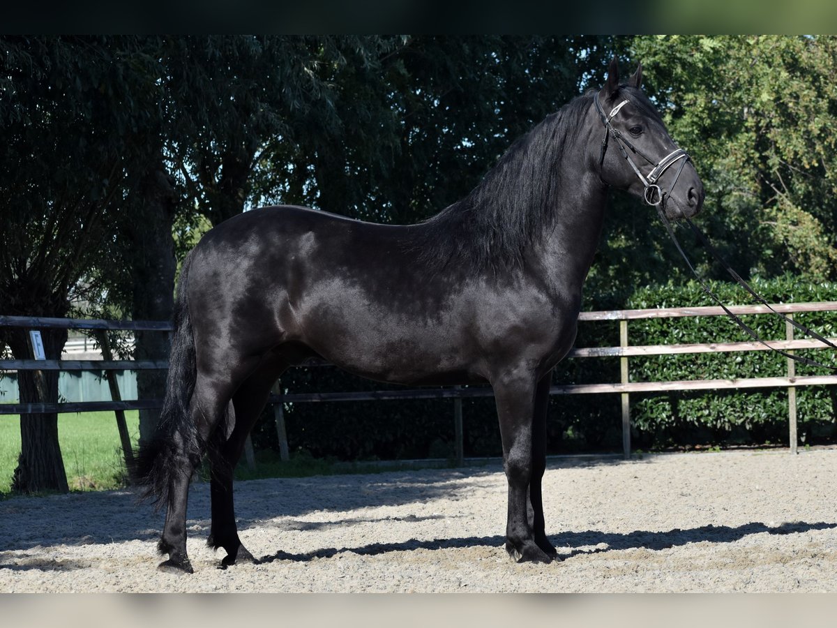 Murgese Hongre 5 Ans 162 cm Noir in Montfoort