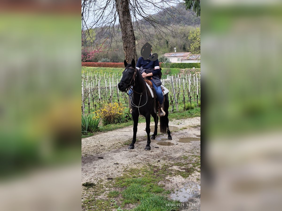 Murgese Croisé Jument 15 Ans 145 cm Bai brun foncé in Sossaano