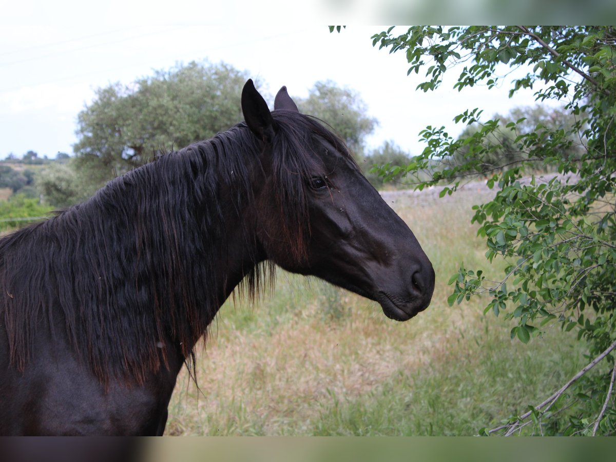 Murgese Jument 2 Ans 155 cm Noir in Castellana grotte